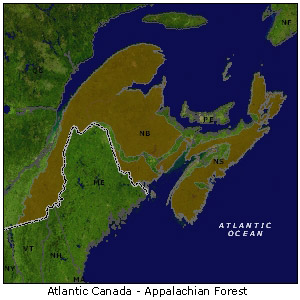 Atlantic Canada - Appalachian Forest map