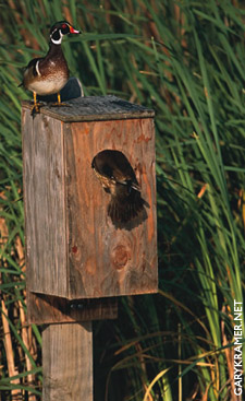 Wood ducks and box, GaryKramer.net