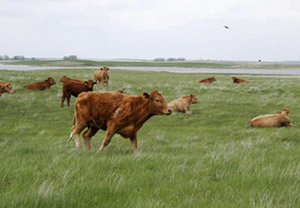 Cattle in a Pasture © Ron Spomer, DU 