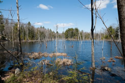 Marsh and wetland image