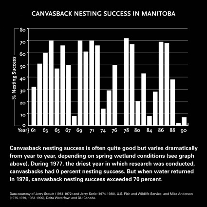Canvasback Nesting Success in Manitoba