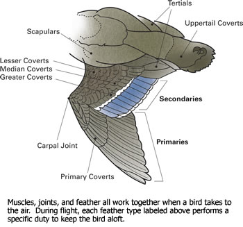 Diagram of a duck wing
