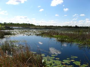South Carolina wetland