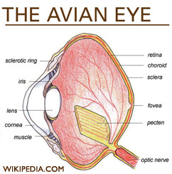 Avian Eye diagram, from Wikipedia.com
