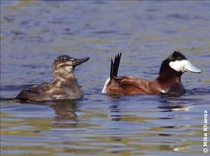 Ruddy Ducks photo by Mike Khansa