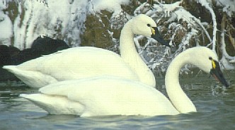 White Tundra Swans swimming