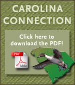Click here to download the PDF version of Carolina Connection