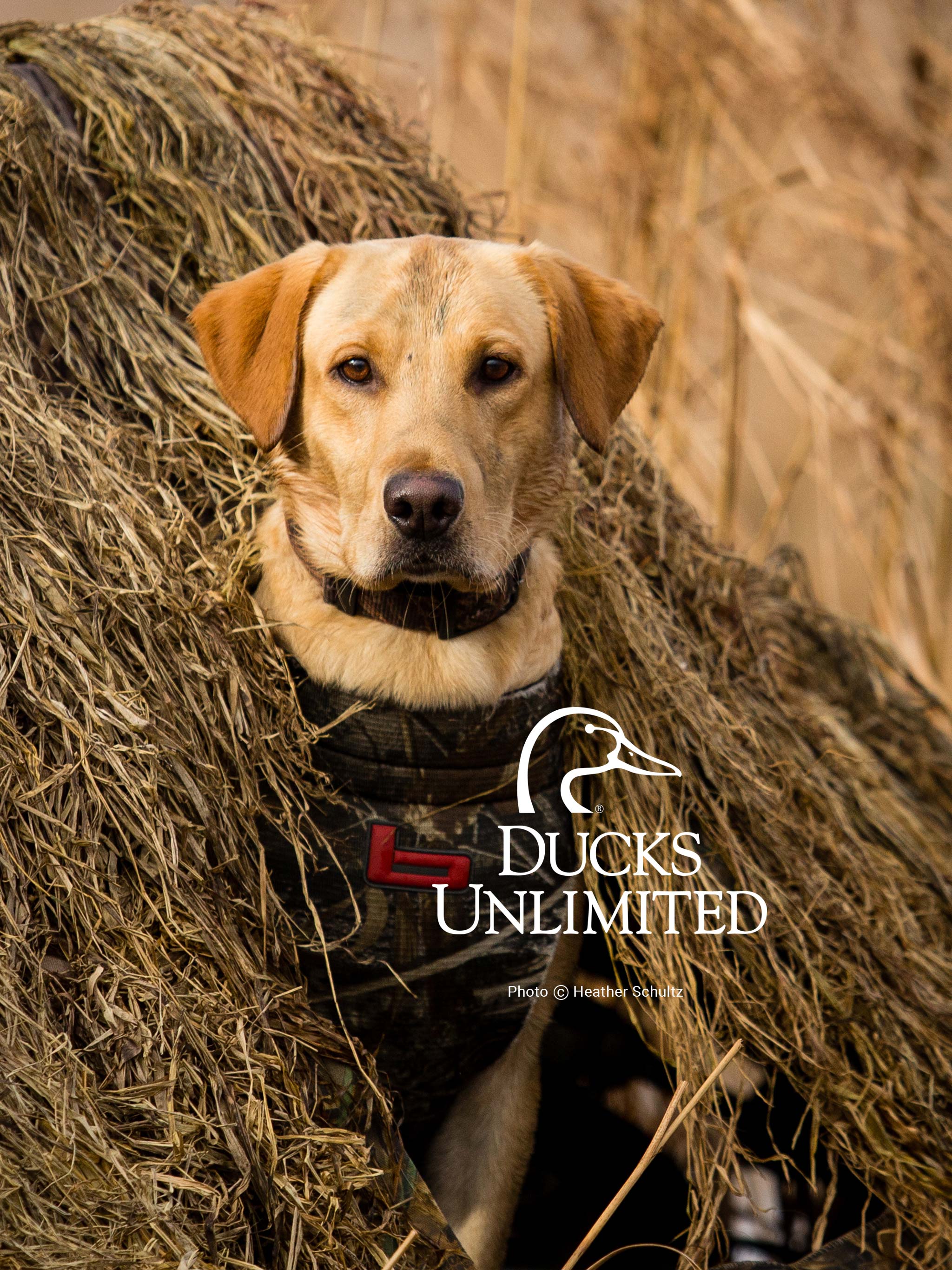 Ducks Unlimited Mobile Wallpaper