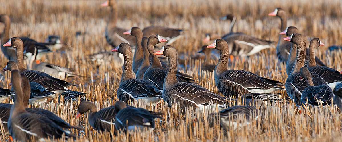 Understanding Waterfowl: Tracking the White-Fronted Goose Migration