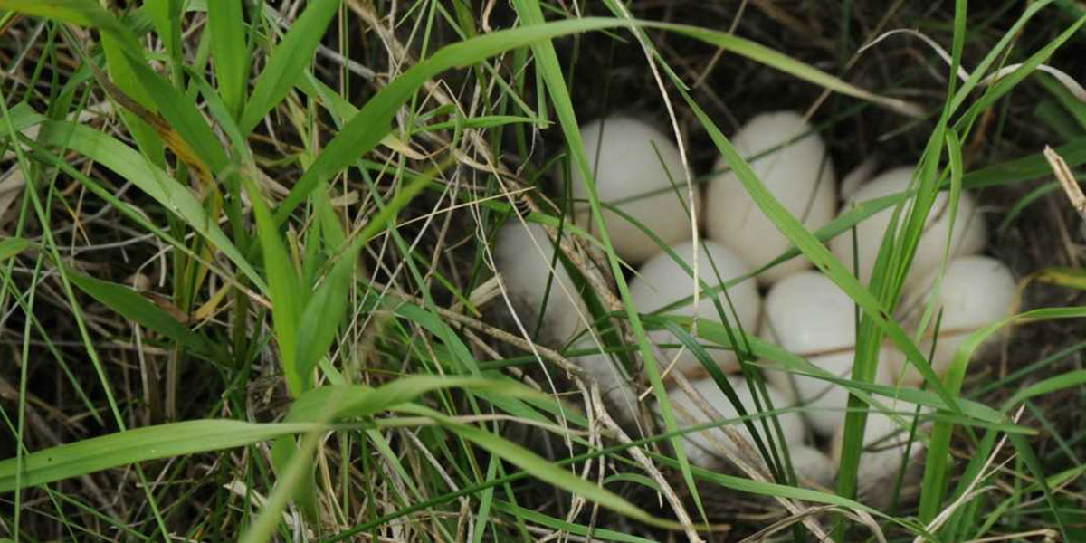 Ducks Nesting in Your Backyard