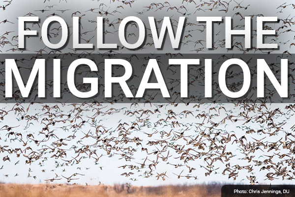 DU Newsletter: Follow the Migration (Nov. 2019)