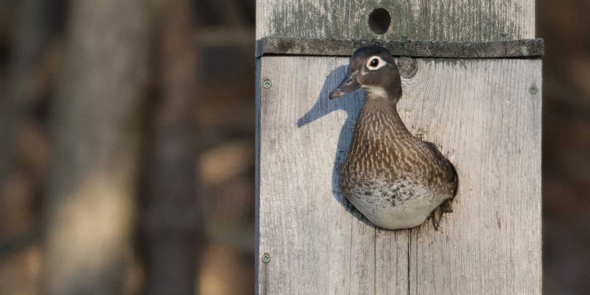 Wood Duck Boxes
