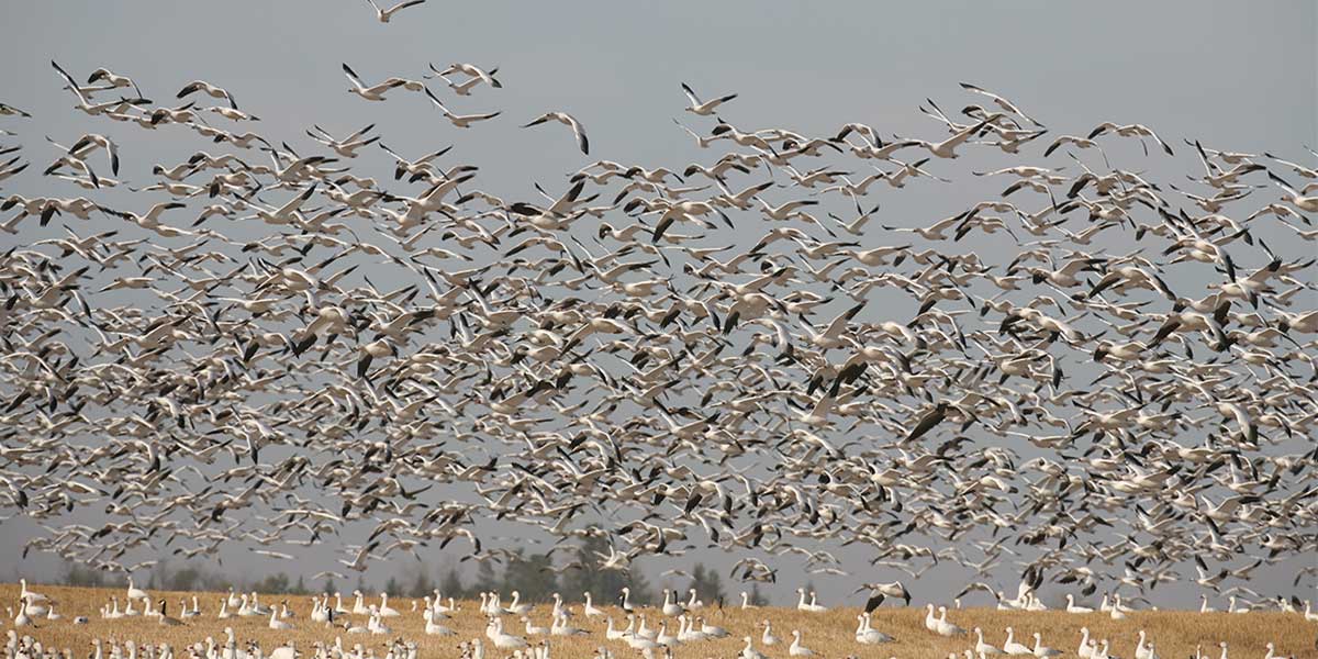 Light Goose Conservation Order Migration