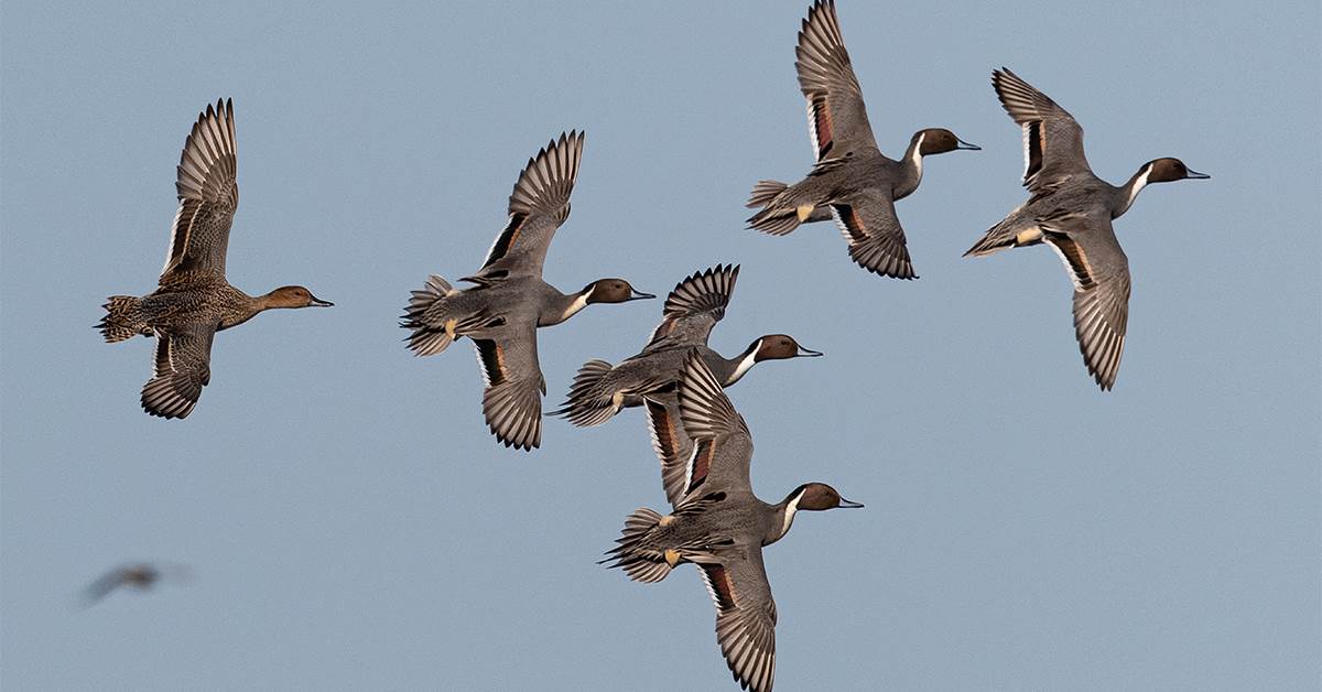 Get Migration Alerts for Your Flyway