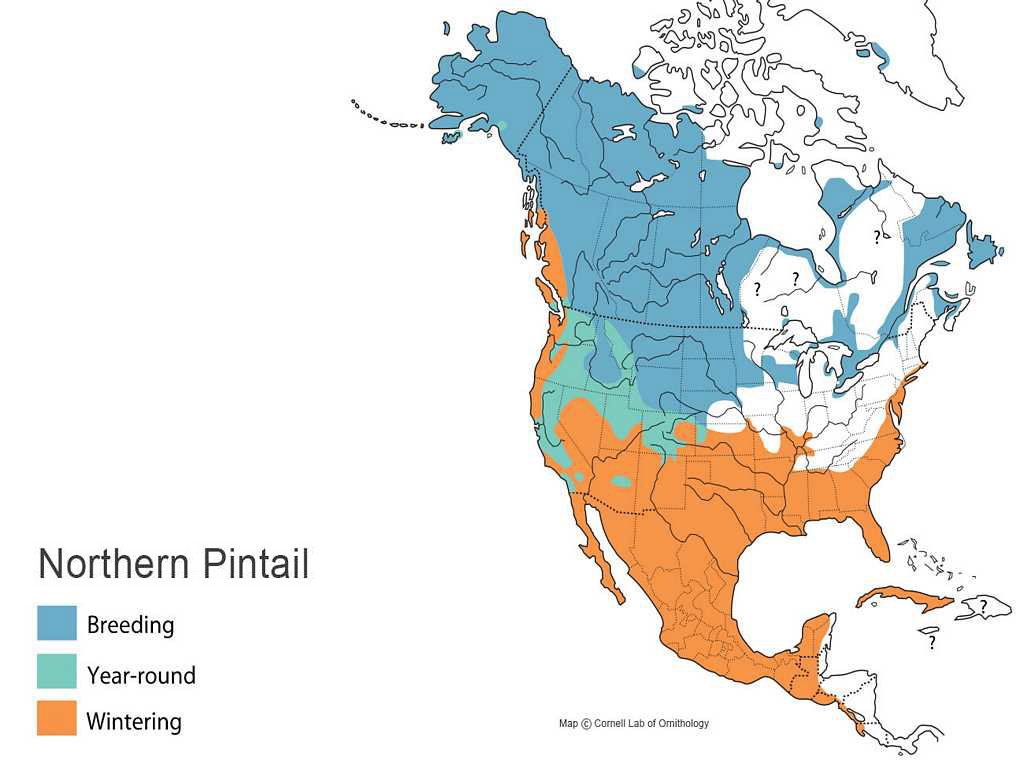 Northern Pintail Distribution