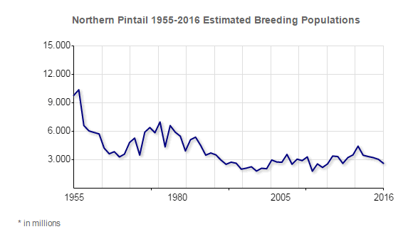 Northern Pintail Population