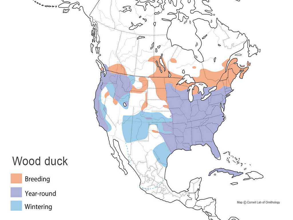 Wood Duck Distribution