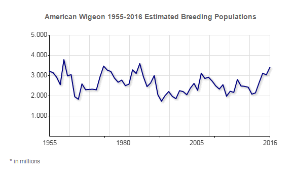 Wigeon Population