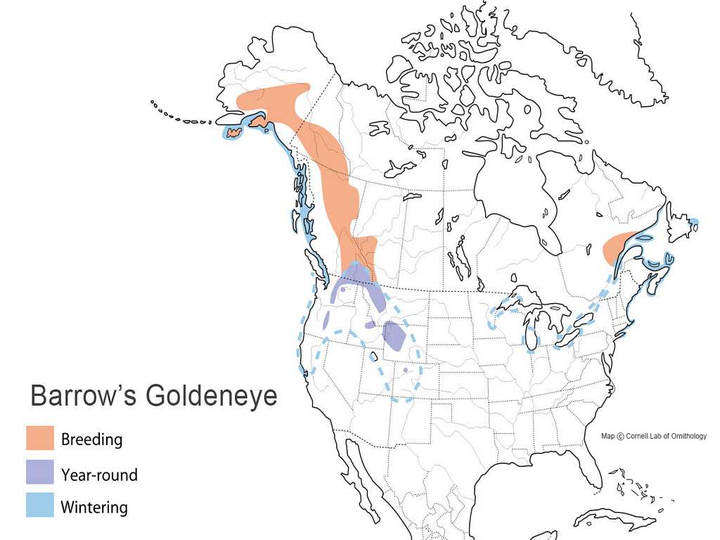 Barrow's Goldeneye Distribution