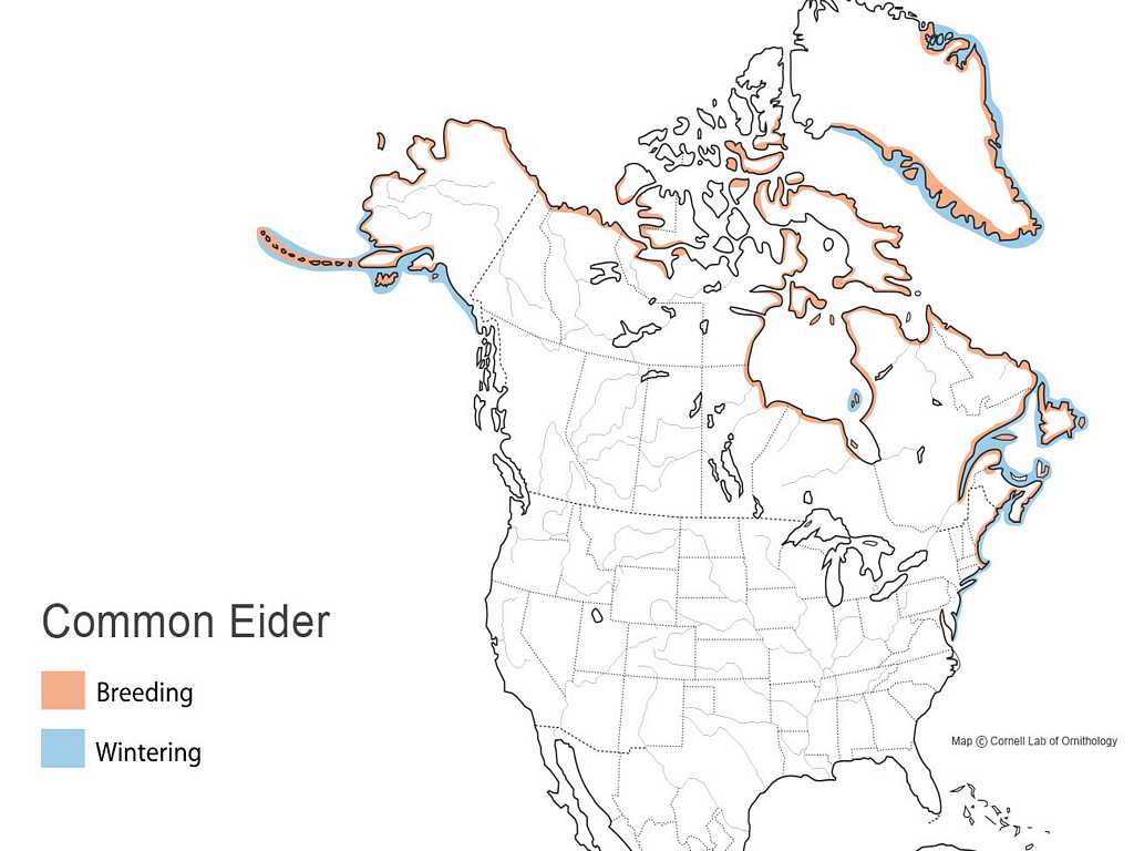 Common Eider Distribution