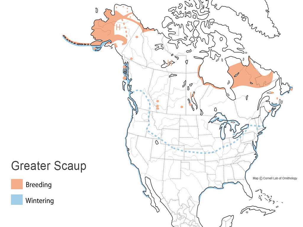 Greater Scaup Distribution