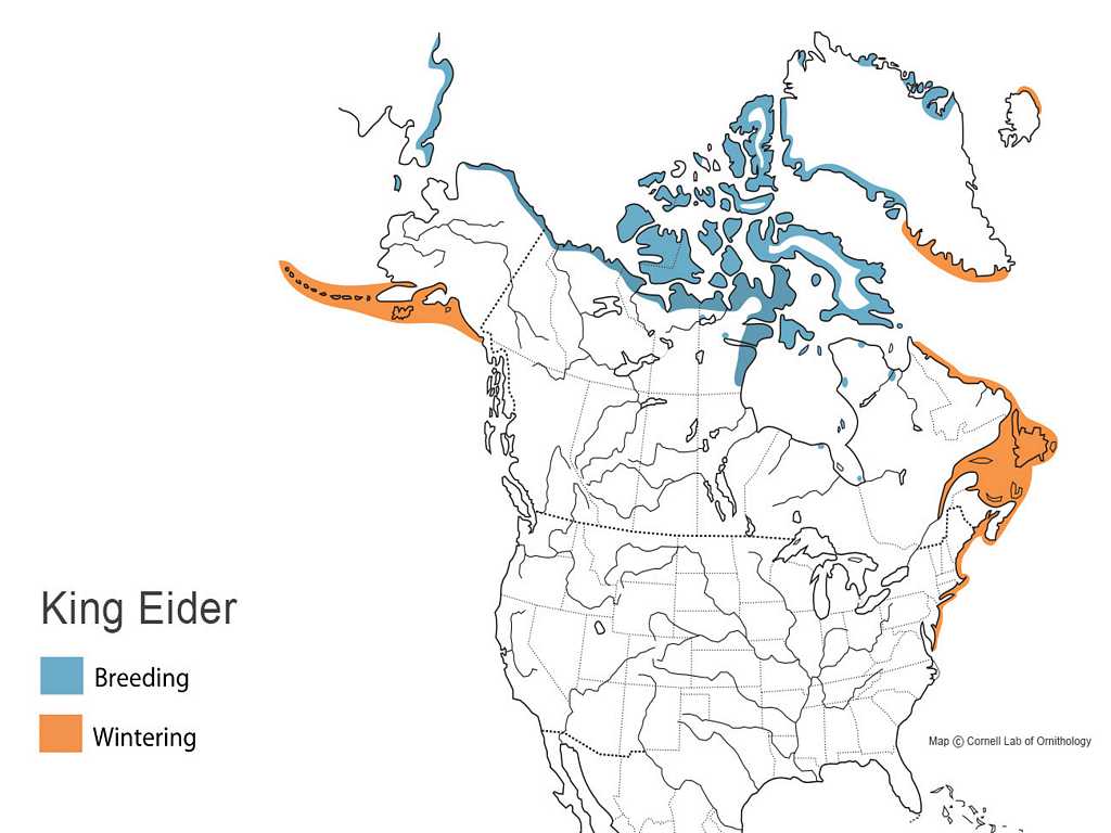 King Eider Distribution