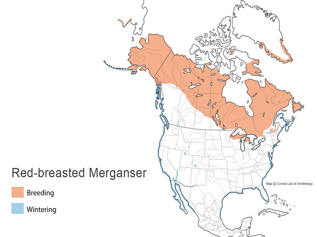 Red-breasted Merganser Distribution