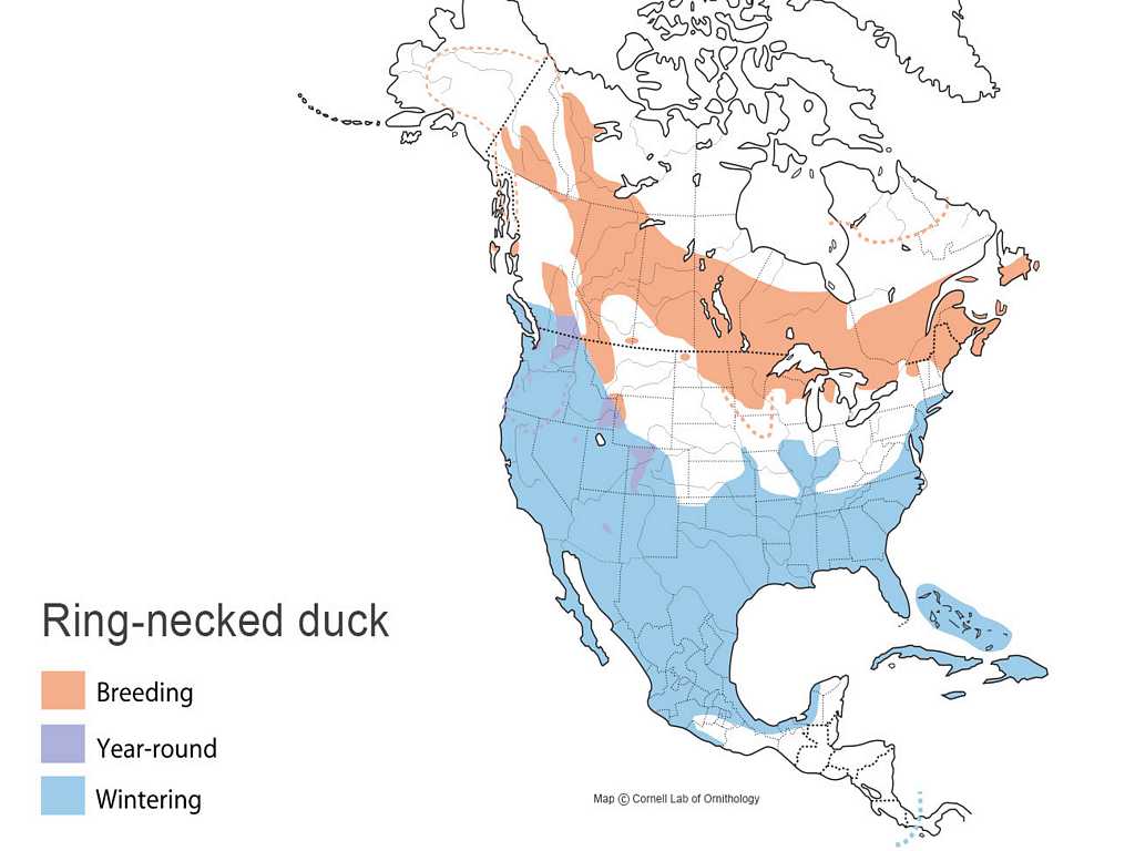 Ring-necked duck Distribution