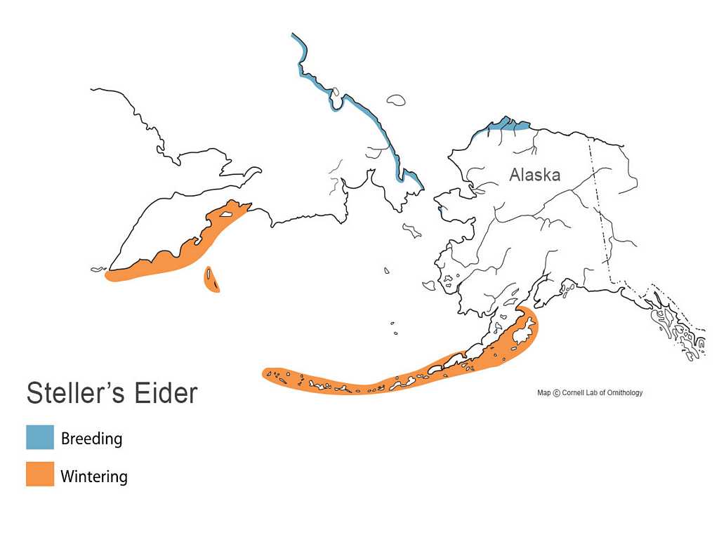 Steller's Eider Distribution