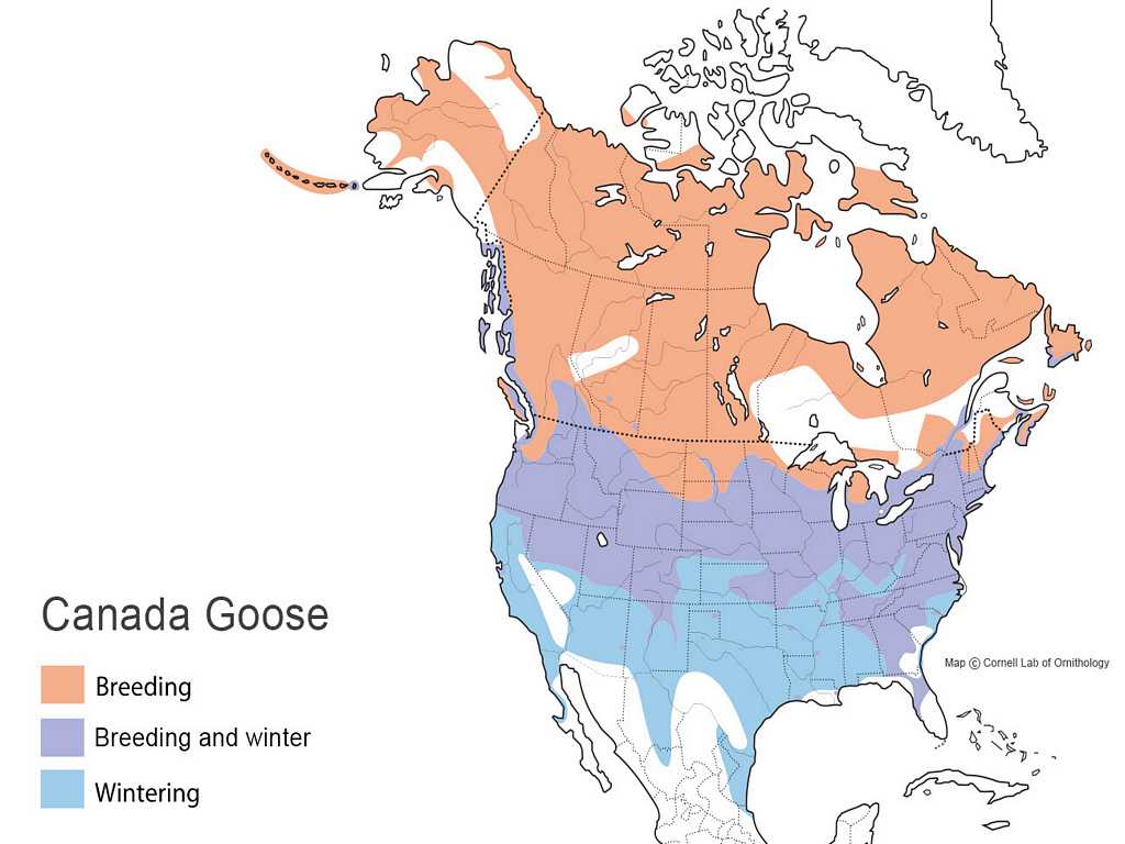 Canada Goose Distribution