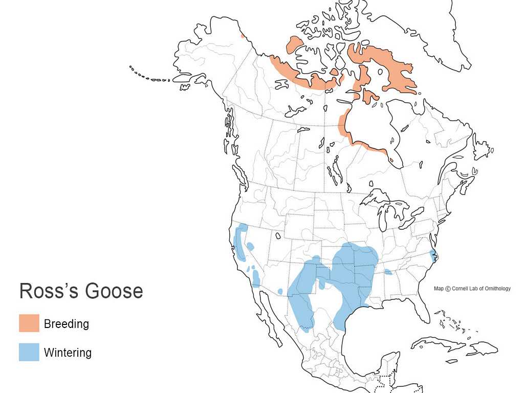 Ross' Goose Distribution