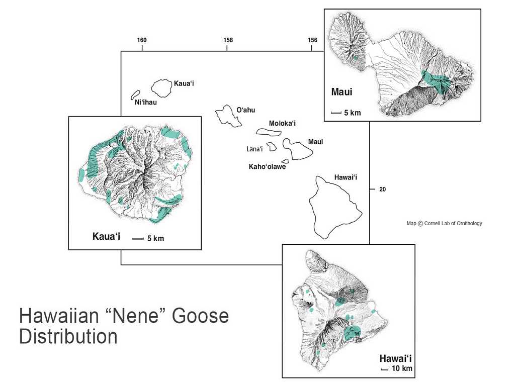 Hawaiian Nene Goose Distribution