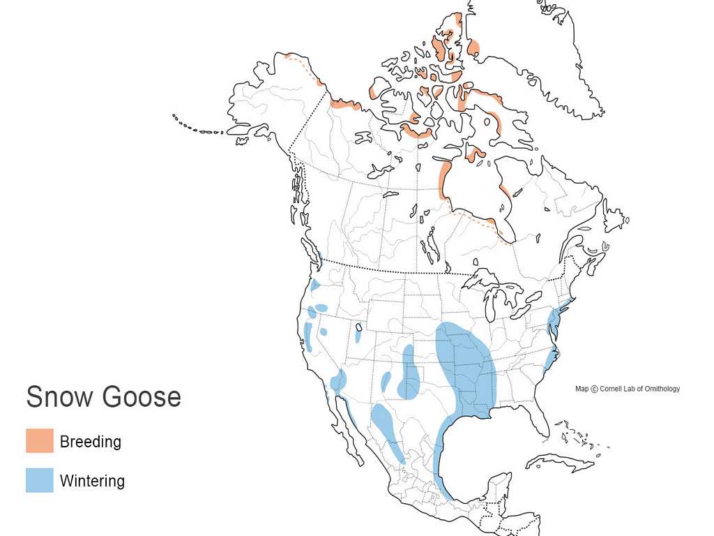Snow Goose Distribution