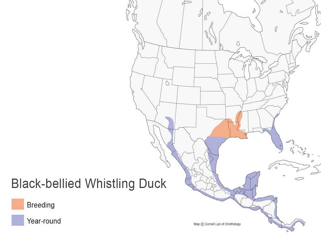 Black-bellied Whistling-Duck Range Map