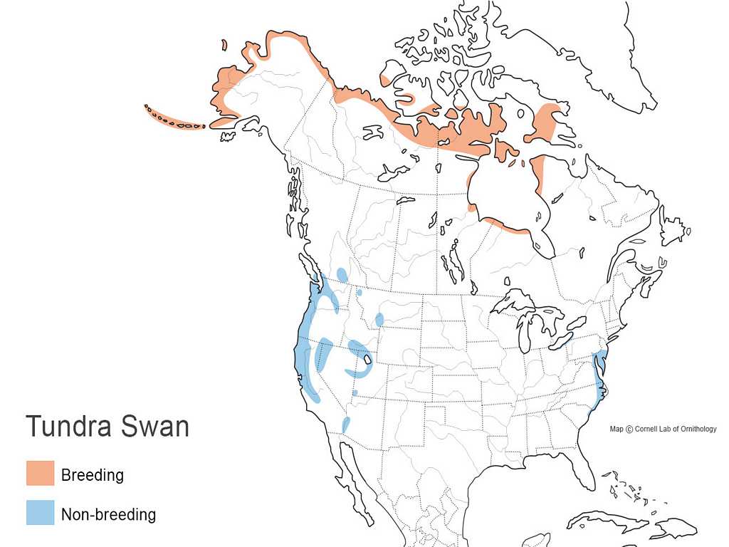 Tundra Swan Distribution
